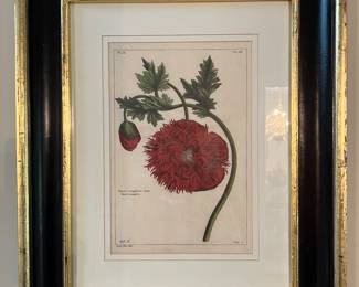 30. Set of 4 Botanical Prints in Black and Gilt Frames (19" x 23.5")