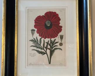 30. Set of 4 Botanical Prints in Black and Gilt Frames (19" x 23.5")