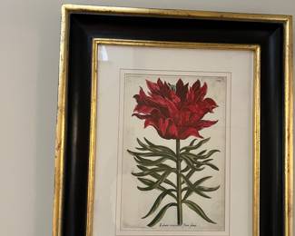 30. Set of 4 Botanical Prints in Black and Gilt Frames (19" x 23.5")
