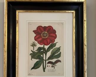 30. Set of 4 Botanical Prints in Black and Gilt Frames (19" x 23.5")