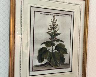 37. Pair of Gilt Frames Botanicals (28.5" x 34.5")