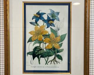 1. Botanical Print in Gilt Frame
