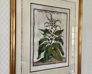37. Pair of Gilt Frames Botanicals (28.5" x 34.5")