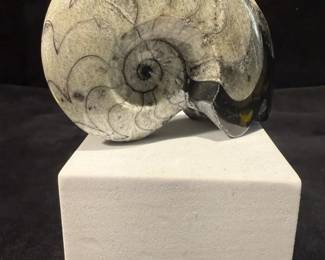 Polished Goniatite Fossil