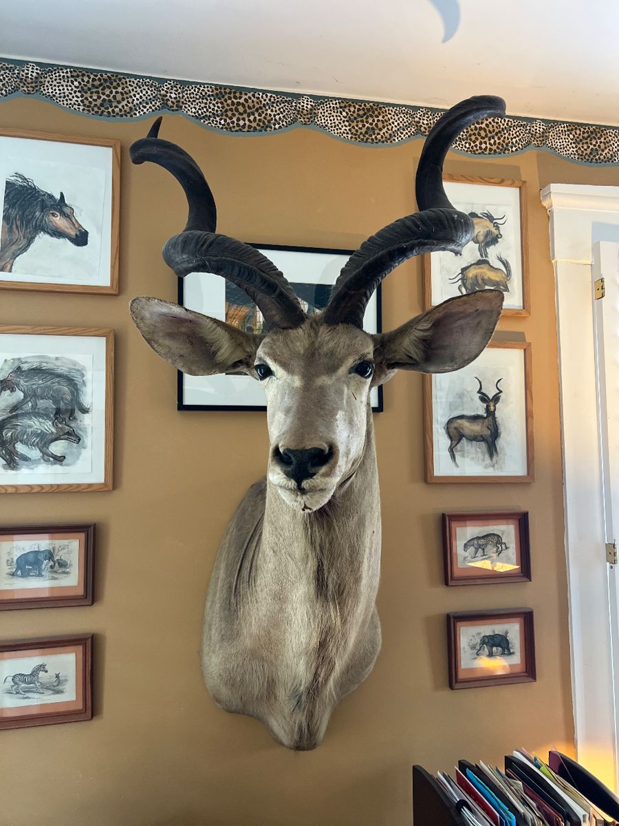 Large Beautiful African Kudu Shoulder Mount~ $1495.00