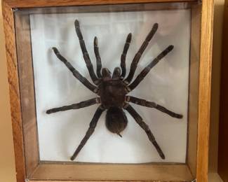 Framed Taxidermy Tarantula ~ $75.00
