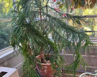 Norfolk Fern~ $75.00