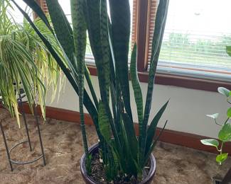 GIANT "MOTHER'S-IN-LAW TONGUE; ALSO HAVE SEVERAL OTHER LIVE PLANTS