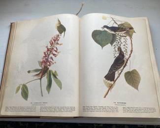 BIRDS OF AMERICA BY AUDUBON