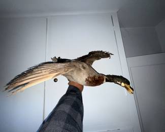 Taxidermy