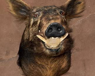 Taxidermy