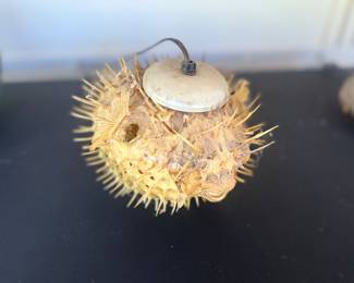 Taxidermy puffer fish lamp