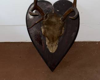 Taxidermy