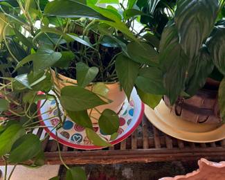 Live plants