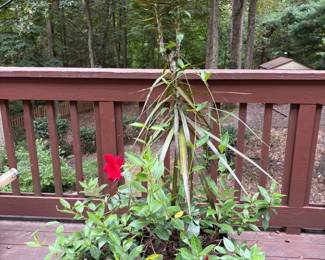 Outdoor plant (living)