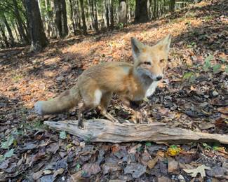 Mounted Fox