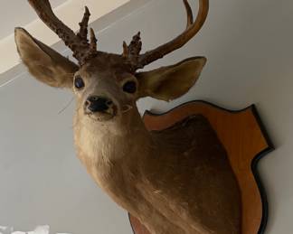 1940s mounted deer head