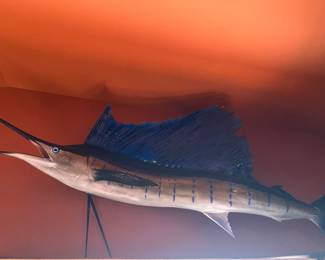 sail fish