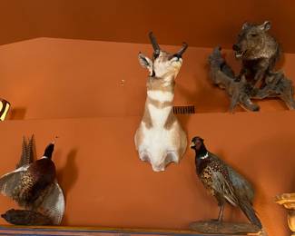 pheasants, antelope, turkey, javalina