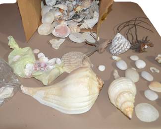 sea shells
