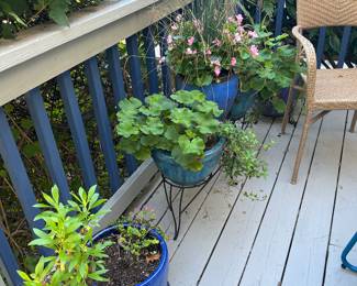 Plants and pots