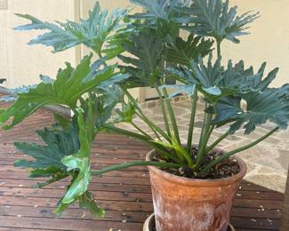 Philodendron. Very heavy 18” diameter pot.