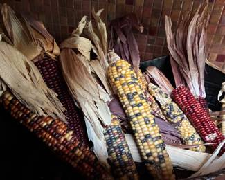 Indian corn