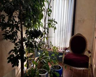 Artificial and real plants