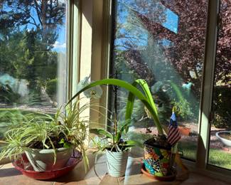 Live plants