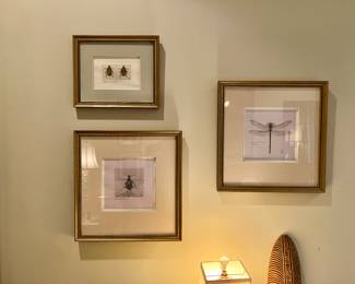 Insect drawings by Mary B. Burnham