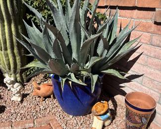 Blue Agave