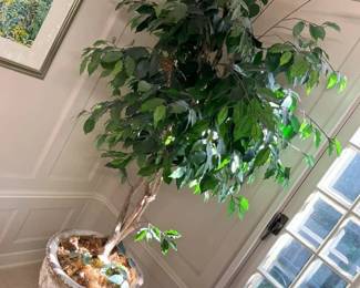 180 Oversized Faux Ficus IImin