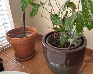 Pots / Plants