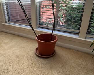 Pots / plants