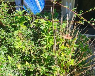 Garden Gazing Globe. More varieties available.