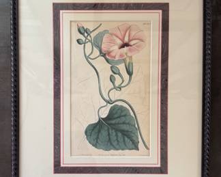 Sydenham Teast Edwards (1768-1819) Hand-Colored Engraving - 4 Available. Measures 14.25" W x 17.5" H Overall. Photo 2 of 5.