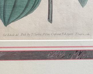 Sydenham Teast Edwards (1768-1819) Hand-Colored Engraving - 4 Available. Measures 14.25" W x 17.5" H Overall. Photo 5 of 5.