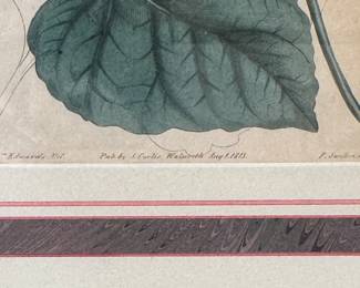 Sydenham Teast Edwards (1768-1819) Hand-Colored Engraving - 4 Available. Measures 14.25" W x 17.5" H Overall. Photo 3 of 5.