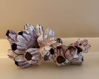 Vintage Barnacle Cluster - 5 Available. Photos 3 of 3.