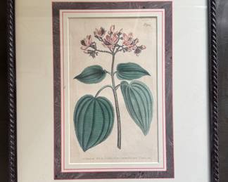 Sydenham Teast Edwards (1768-1819) Hand-Colored Engraving - 4 Available. Measures 14.25" W x 17.5" H Overall. Photo 4 of 5.