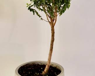 Boxwood Plant