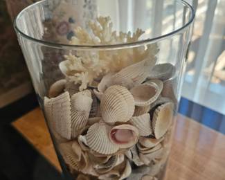 Collection of shells