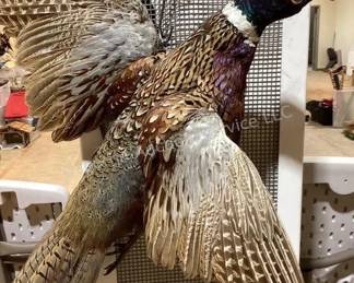 Pheasant