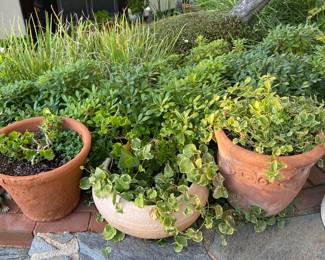 pots and plants