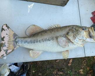 Mounted Bass