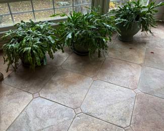 3 Large Christmas Cactus Plants