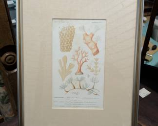 G89-Sea shell print, linen matt, 125
