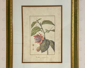 Framed Botanical