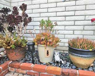 Potted plants/succulents.