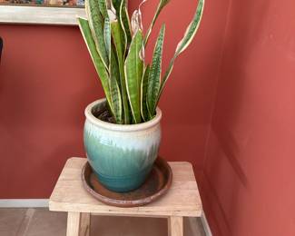 Snake plant